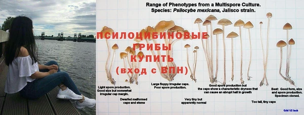 гашик Коряжма